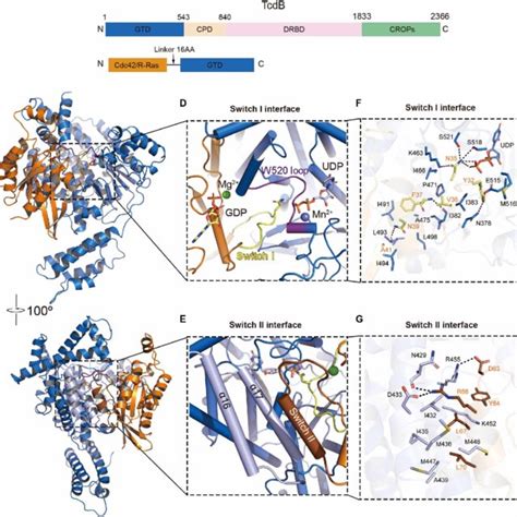 Overall Structure Of The Cdc42 Gtd Vpi10463 Complex A A Schematic Download Scientific