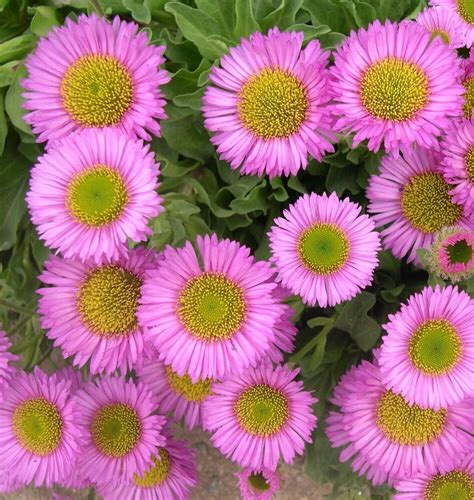 Erigeron Sea Breeze Pink