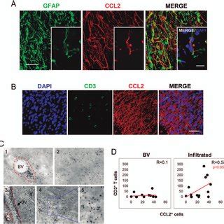 T cells express CCL2 receptor. Expression of CCR2 in T-cells in human... | Download Scientific ...