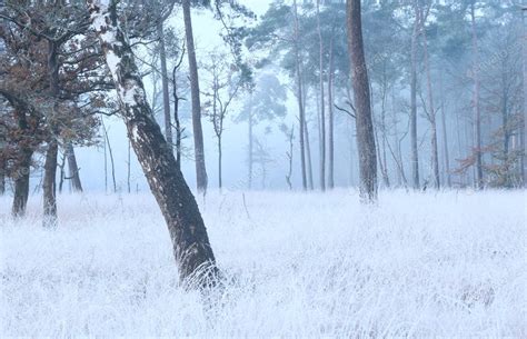 عکس جنگل برفی در مه 5599 Birch Tree On Frosted Meadow In Fog مزرعه فوتیج