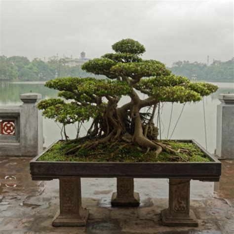 Best Indoor Bonsai Tree For Your Home - HouseplantJoy.com