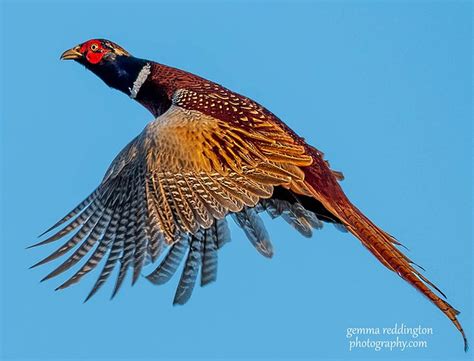 Male Pheasant In Flight A Photo On Flickriver