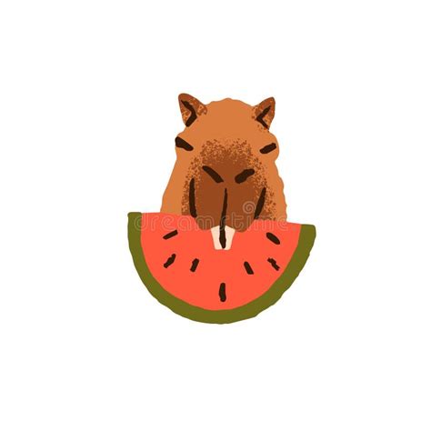 Cute Capibara Eats Watermelon. Capybara with Amusing Muzzle Holds Fruit in Teeth, Mouth Stock ...