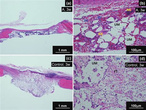 Histological Pictures Of A B Test Substance A Implanted Thin