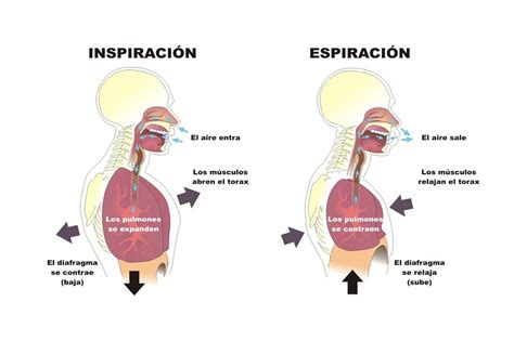 Aparato Respiratorio Semana 2 Ventilación Pulmonar