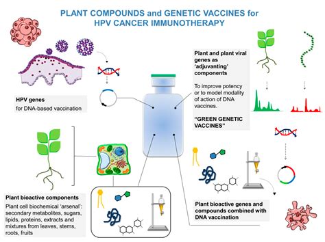 Cancers Free Full Text Plant Derived Natural Compounds In Genetic