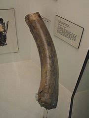 File Woolly Mammoth Tusk World Museum Liverpool Wikimedia Commons