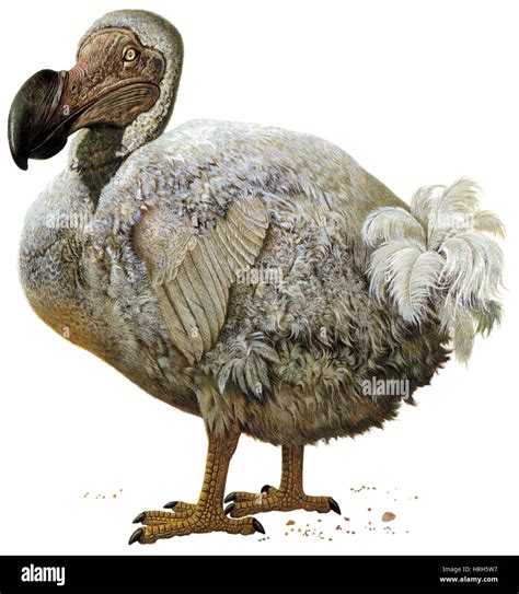 Raphus cucullatus, Extinct Dodo Bird Stock Photo - Alamy