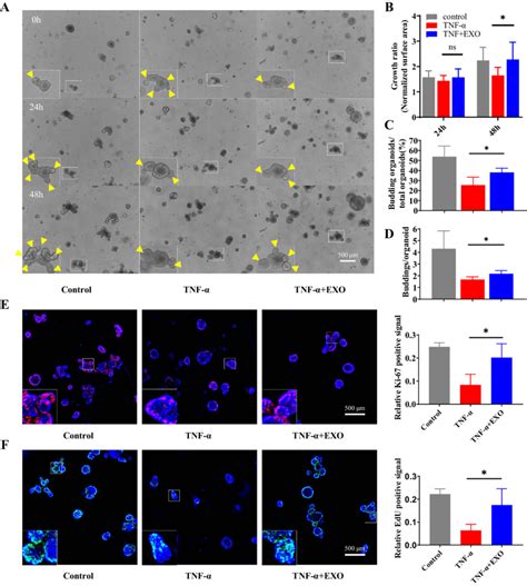 Hucmsc Exosomes Promoted The Regeneration Of Iscs And Intestinal Download Scientific Diagram