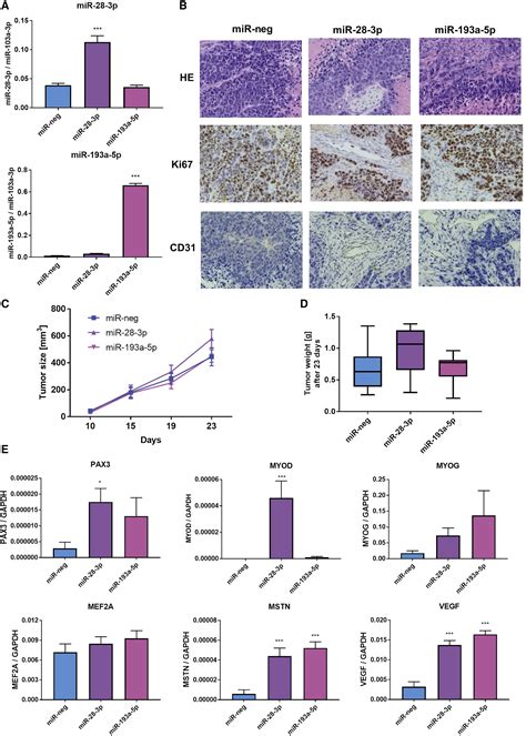 Enhancement Of Myogenic Differentiation And Inhibition Of