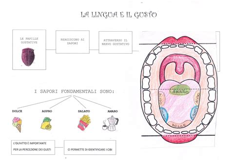 Scienze Classe Quinta La Pelle E Il Tatto Il Naso E L Olfatto La