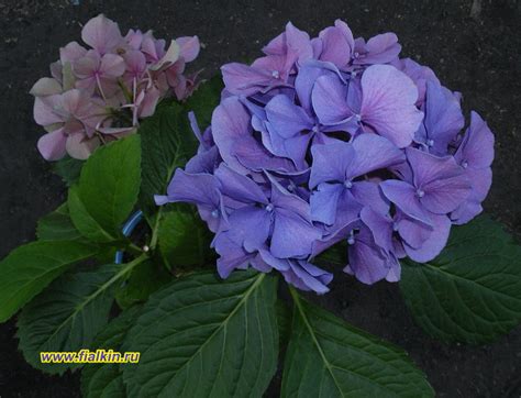 Гортензии (Гидрангеи)