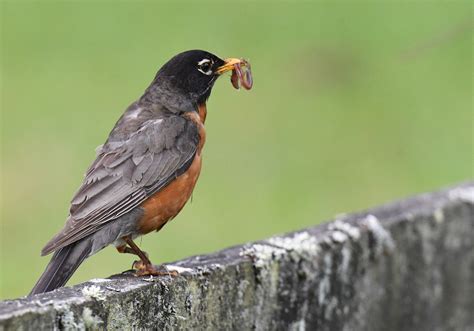 American Robin – FranLaff.com