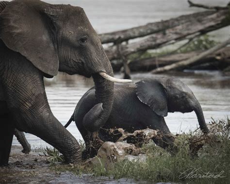 Elsen Karstad S Pic A Day Kenya Elephants Crossing Mara River Masai