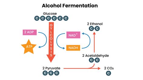 Dalam Fermentasi Alkohol Dari Satu Molekul Glukosa