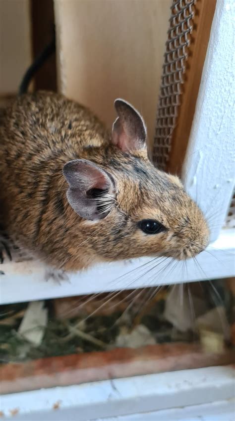 Degus Suchen Ein Neues Zuhause Degu Schweiz