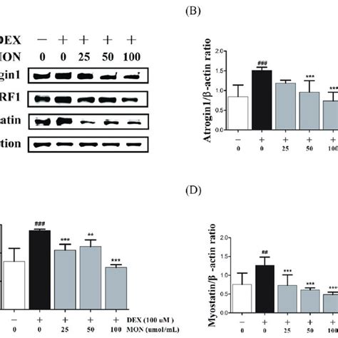 Effect Of MON On The Expression Of Atrogin1 MuRF1 And Myostatin In