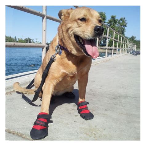 dogs dock shoes
