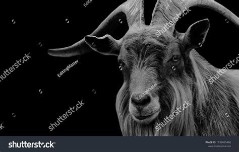 Billy-goat beard Images, Stock Photos & Vectors | Shutterstock