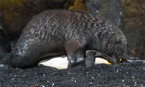 Seals Having Sex With Penguins On Marion Island Daily Mail Online