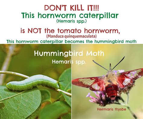 Hummingbird Moth Caterpillar Hemaris Diffinis Facts And Myths