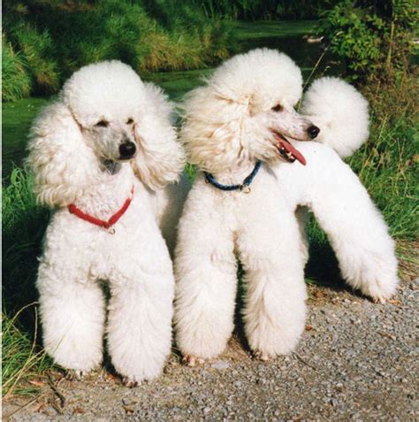 Dog - Poodle Information for Kids