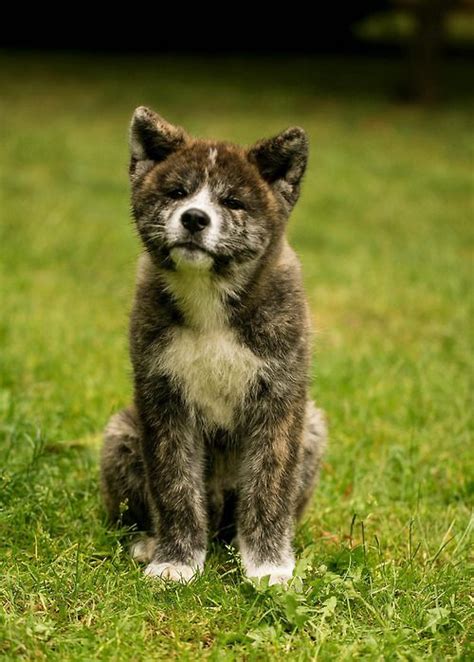 Handsomedogs Spangles44 The Cheerful Akita Puppies Akita Dog Akita