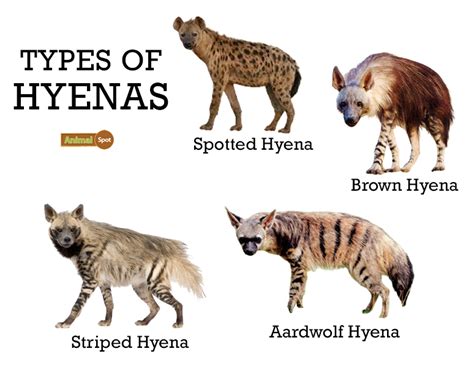 How Big Are Hyenas Compared To Dogs Pin By Aktalv On Hh › Triple Dog Film