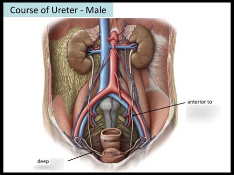 Course Of Ureter Male Diagram Quizlet