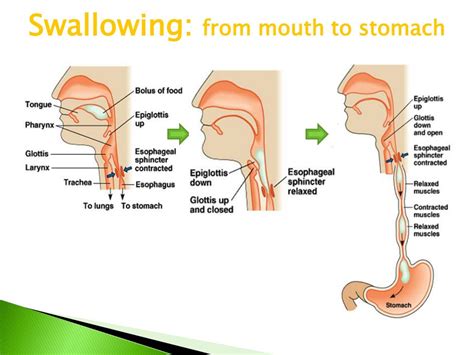 Ppt Human Digestion Powerpoint Presentation Free Download Id 6121490