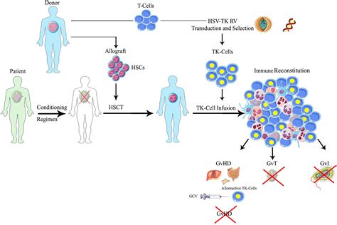 Frontiers Improving The Safety Of Cell Therapy With The Tk Suicide Gene