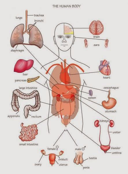 Human&Animal Anatomy and Physiology Diagrams: Human Body Parts