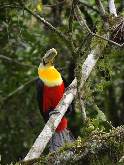 Passaros Fauna Brasileira