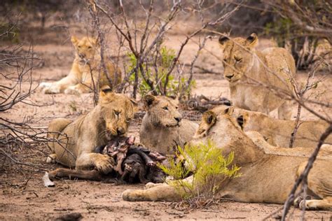 Lions with prey stock photo. Image of bloodshot, kenya - 5080656