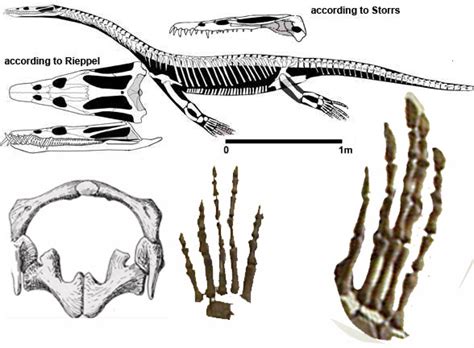 Nothosaurus, Cymatosaurus, Sachicasaurus and Ceresiosaurus