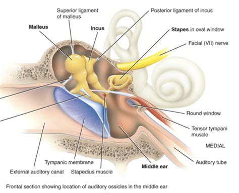 17 07 The Middle Ear Flashcards Quizlet