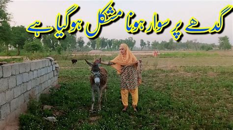 Desi Woman Donkey Riding In Village Donkey Ride Krna Mushkil Hy Ab