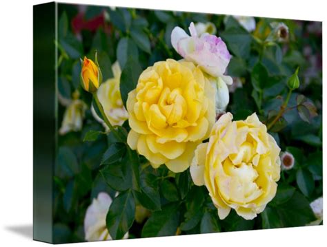 Yellow Double Knockout Roses by Elton Chu