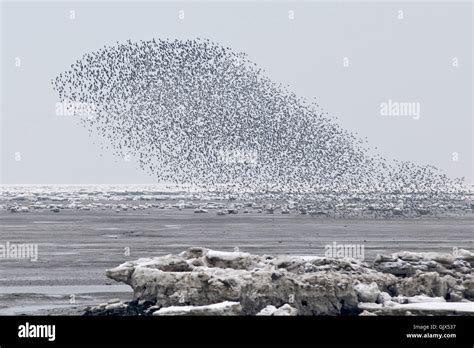 Swarm of birds hi-res stock photography and images - Alamy