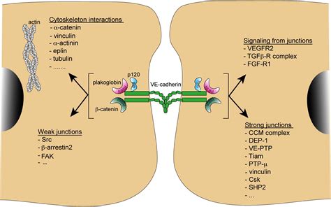 VE Cadherin And Endothelial Adherens Junctions Active Guardians Of