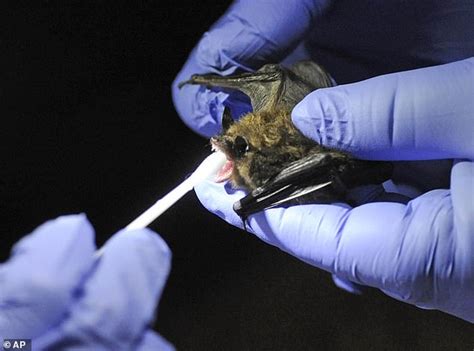 Scientists Discover Six New Coronaviruses In Bats That Are In The Same