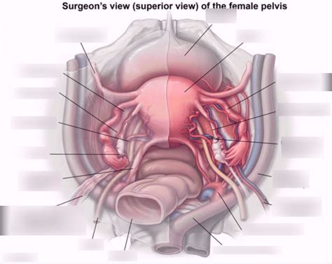 Diagram Female Pelvis Diagram Quizlet