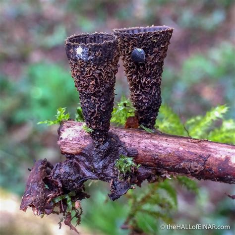 Finding The Fluted Birds Nest Fungus David At The HALL Of EINAR