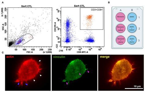 Experiment Setup And Cell Adhesion Metrics Were Calculated For All