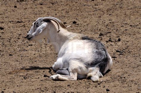 Fuerteventura Ziege Stock Bild Colourbox