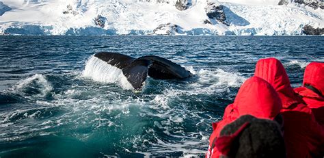 Whale Watching in Antarctica | Poseidon Expeditions