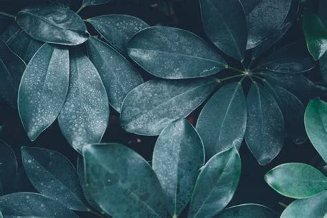 Dark green leaves background Images - Search Images on Everypixel