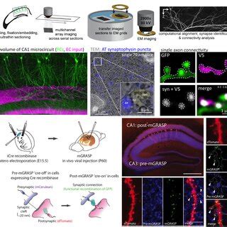 Array Tomography And Mgrasp Permit The Examination Of Synaptic