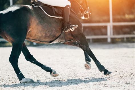 Equestrian Sport. Galloping Horse Stock Image - Image of colt, bridle: 194234431