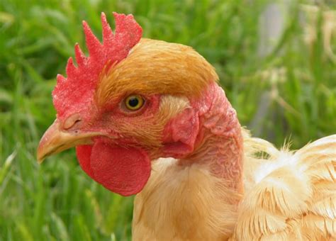 The Naked Neck Chicken Breed Profile The Happy Chicken Coop